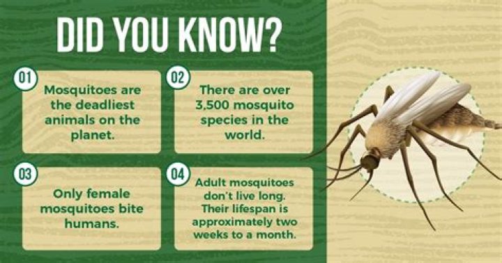 Did you know facts about mosquito?