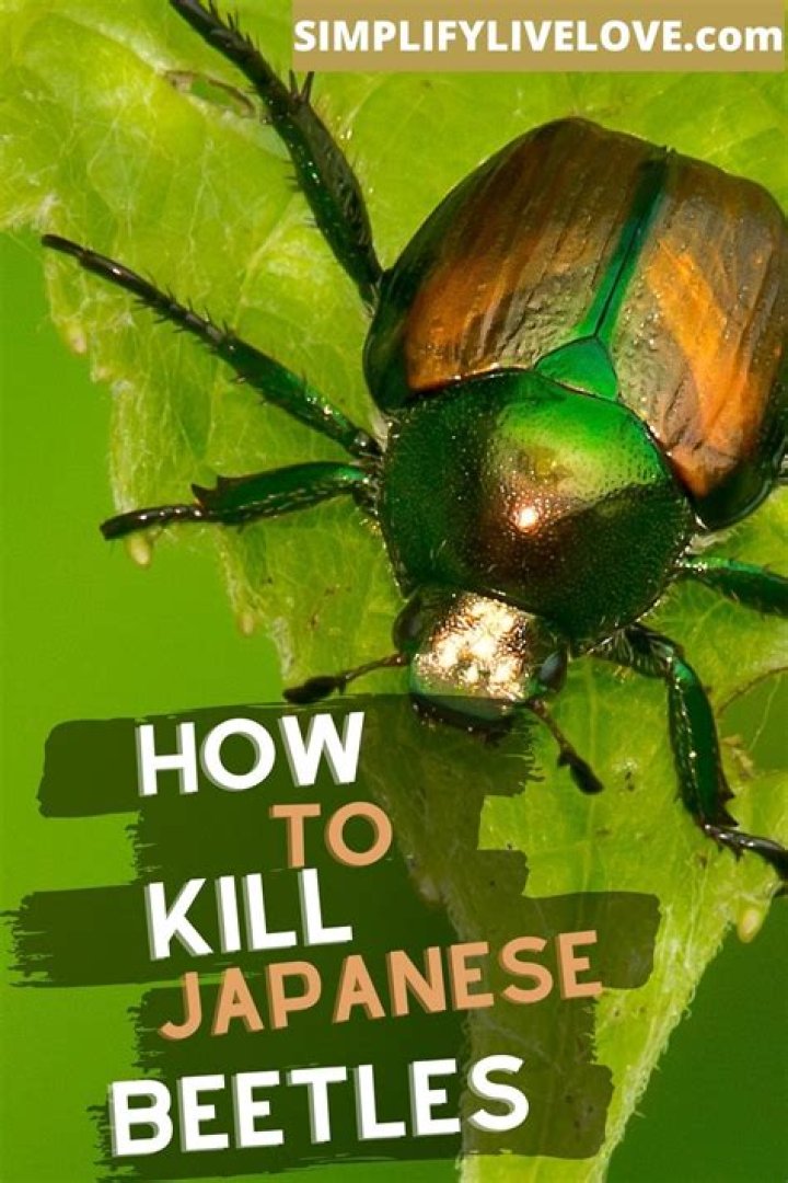 Do 4 O clocks kill Japanese beetles?