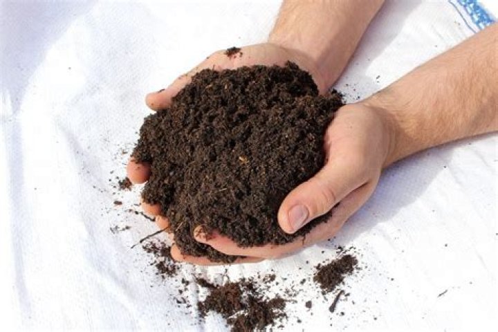 Do Acers need special soil?