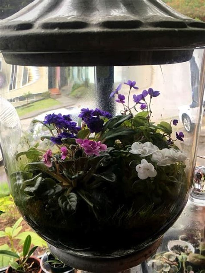 Do African violets do well in terrariums?