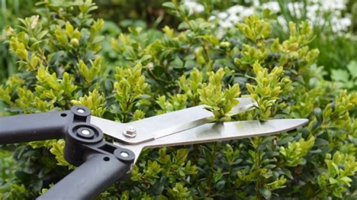 Do all plants need pruning?