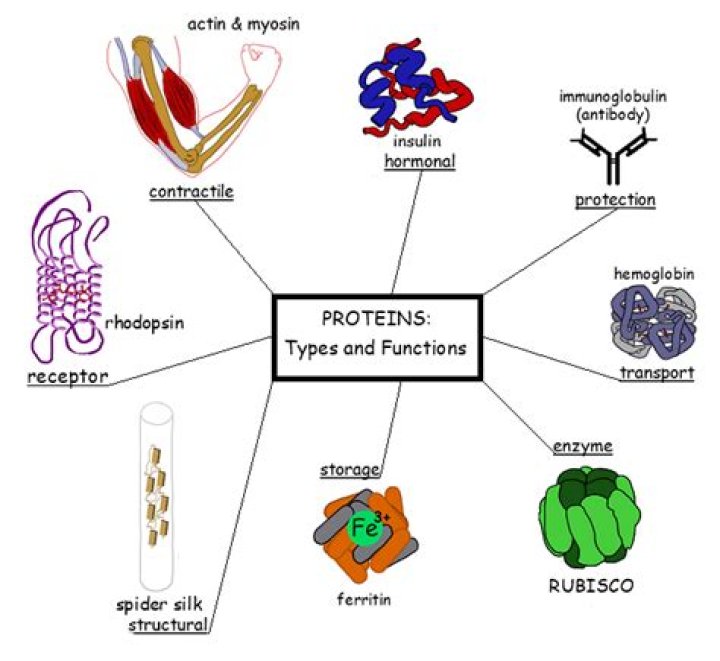 Do all proteins function as enzymes?