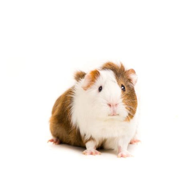Do all vets treat guinea pigs?