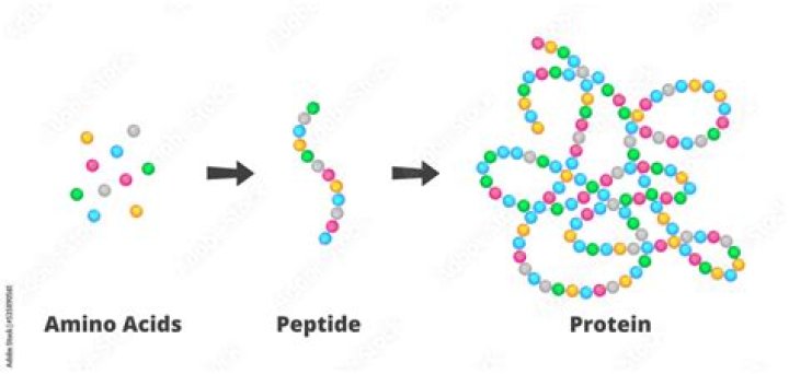Do amino acids make up polypeptides?