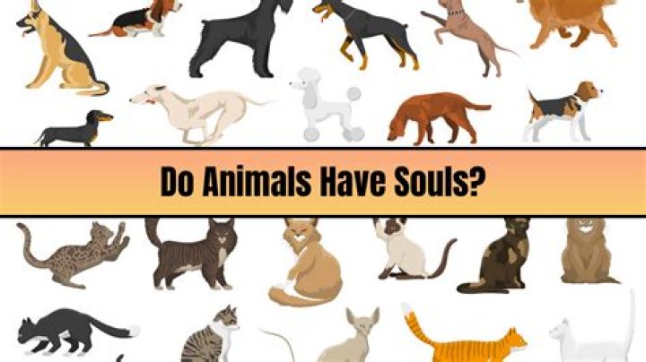 Do animals have a soul?