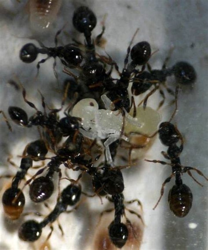 Do ants rebel?