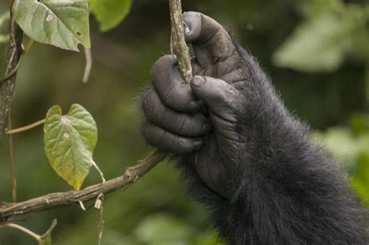 Do any other animals punch?