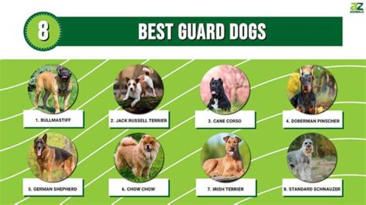 Do Aussies make good guard dogs?