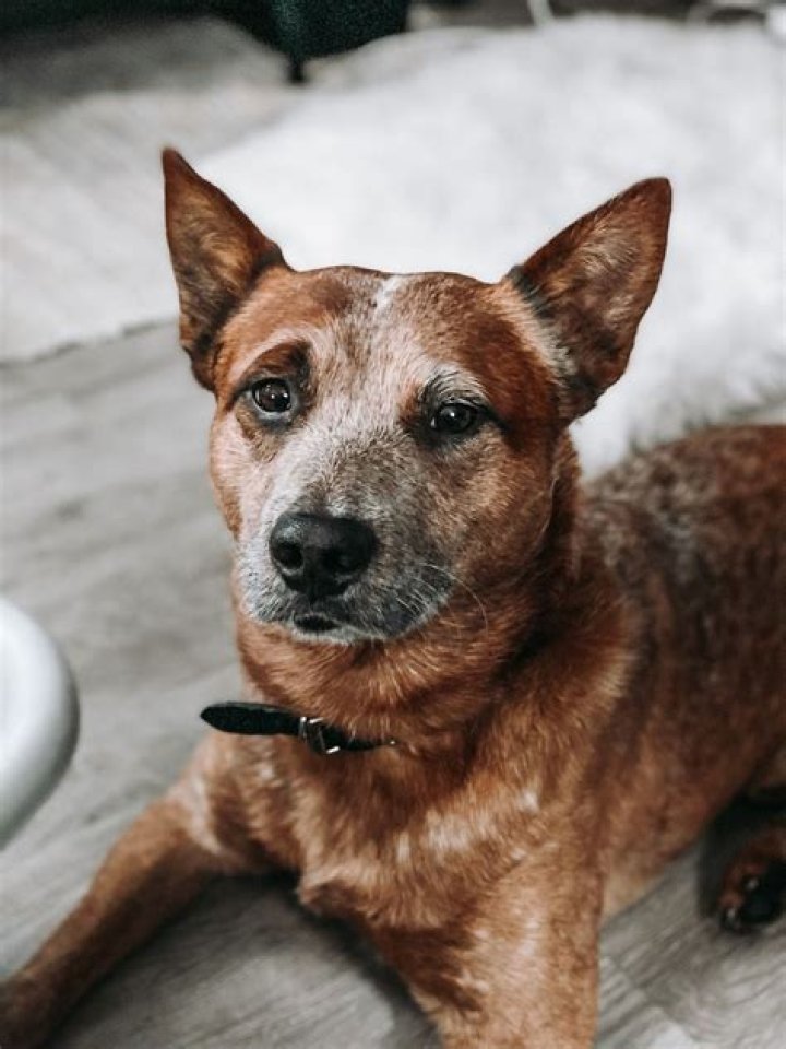 Do Australian cattle dogs bark alot?