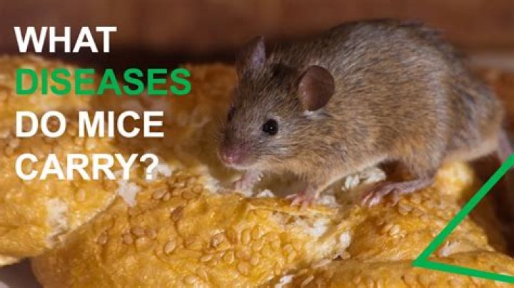 Do baby field mice carry disease?