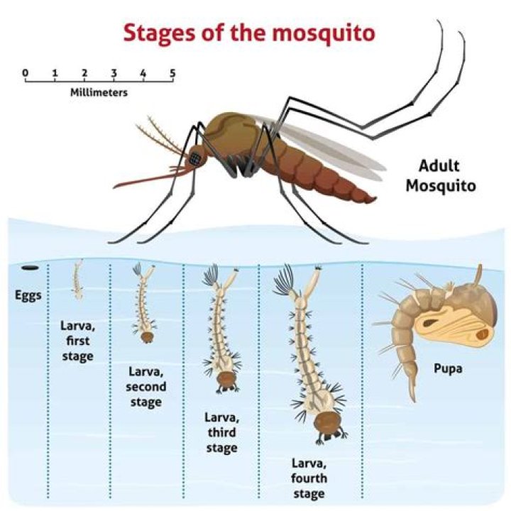 Do baby mosquitoes fly?