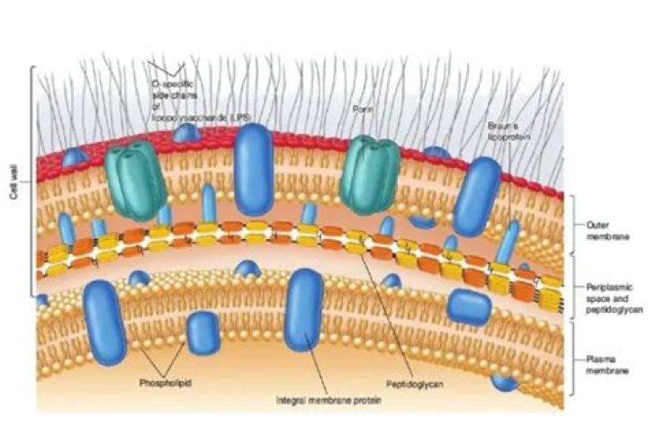 Do bacteria have splicing?