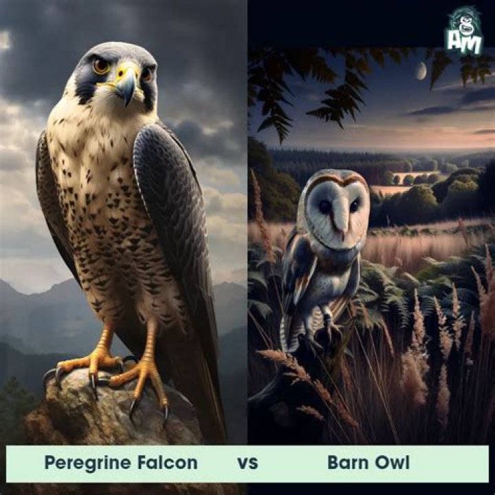 Do barn owls have any predators?