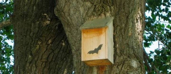 Do bat houses keep mosquitoes away?