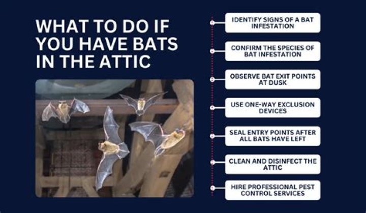 Do bats do any damage?