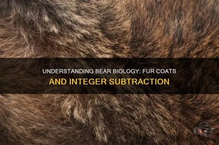 Do bears have fur?