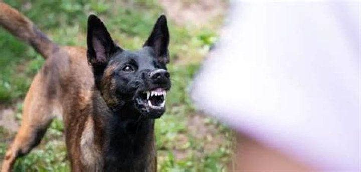 Do Belgian Malinois bark a lot?
