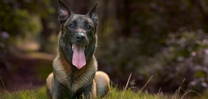 Do Belgian Malinois get bloat?