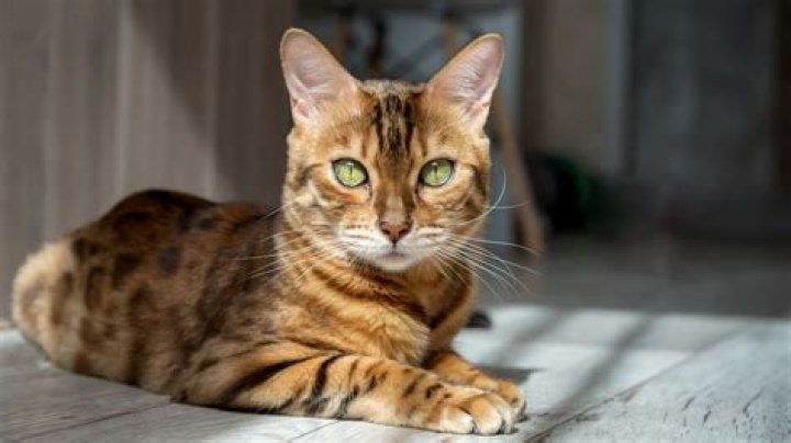 Do Bengal cats cry a lot?