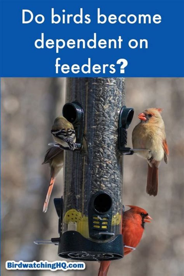 Do birds become dependent on feeders?