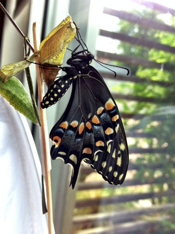Do birds eat black swallowtail butterflies?