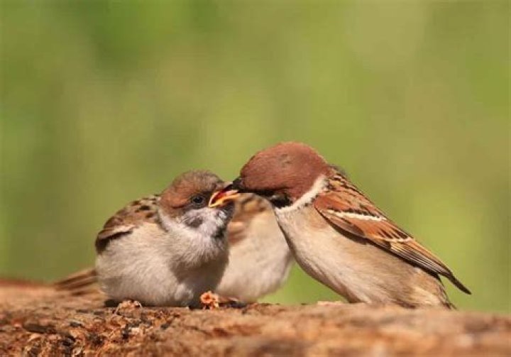 Do birds get sad when their babies die?