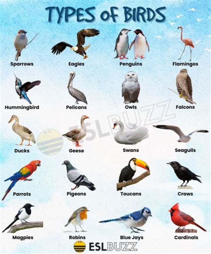 Do birds have names for each other?