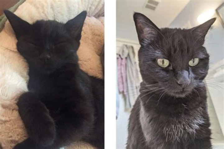 Do black cats have white skin?