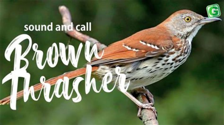 Do brown thrashers sing at night?