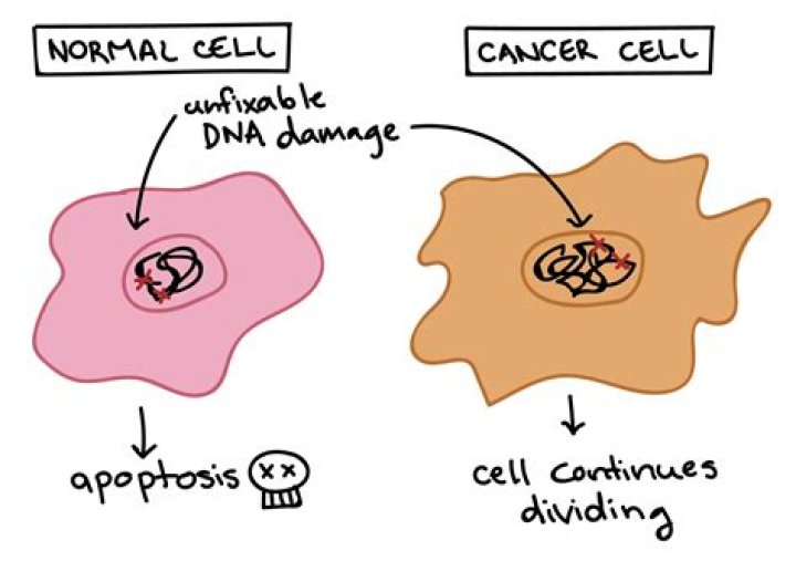 Do cancer cells undergo programmed cell death?