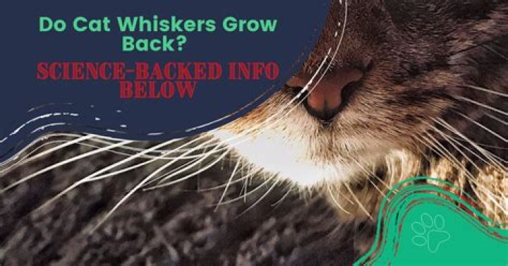 Do cat's eyebrow whiskers grow back?