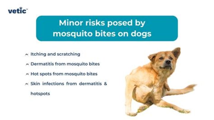 Do cats get bitten by mosquitoes?