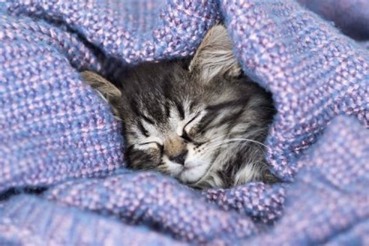 Do cats like it when you put a blanket on them?