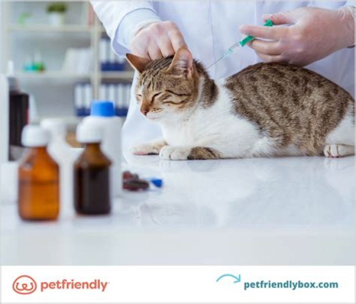 Do cats need to get Bordetella vaccine?