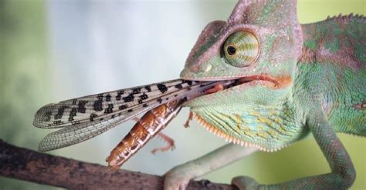 Do chameleons have to eat live food?