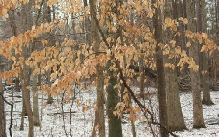 Do chaste trees lose their leaves in winter?