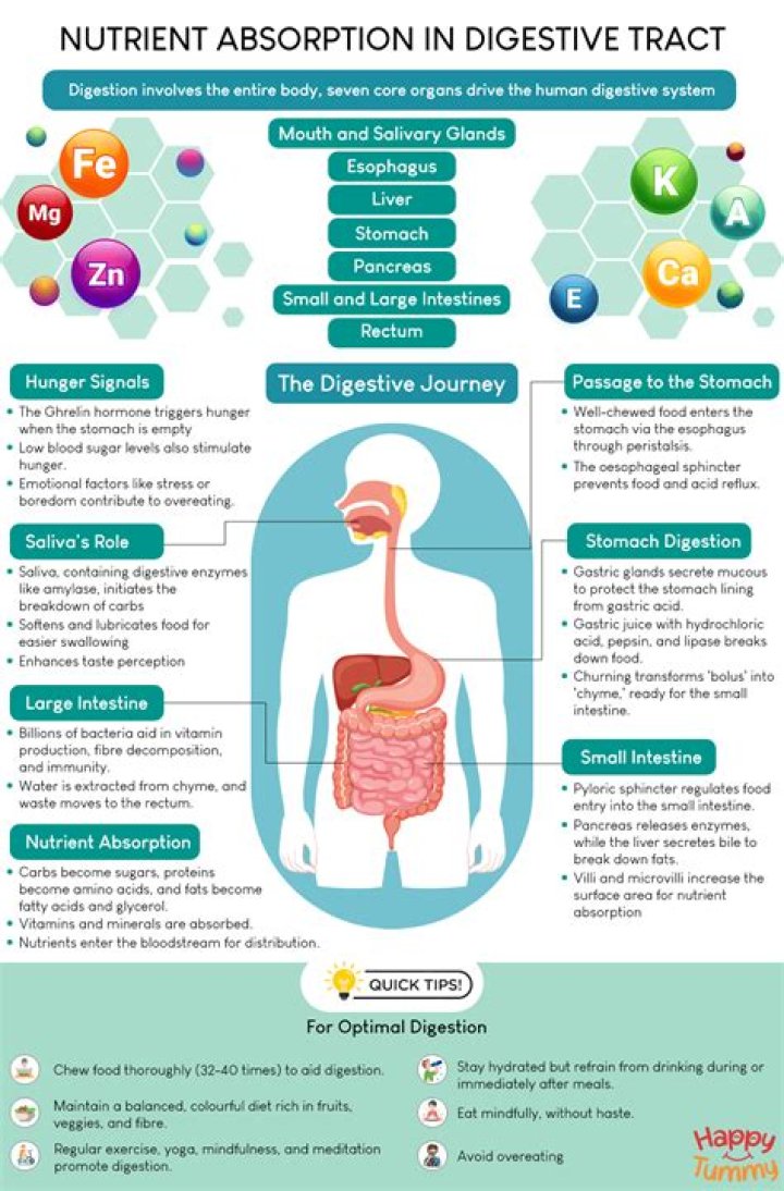 Do colons absorb nutrients?