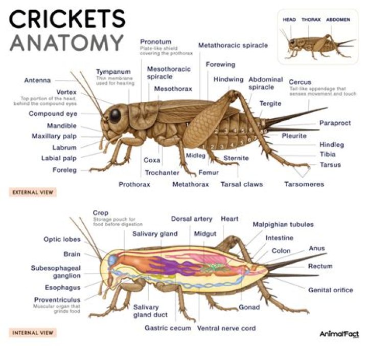Do crickets have calcium?