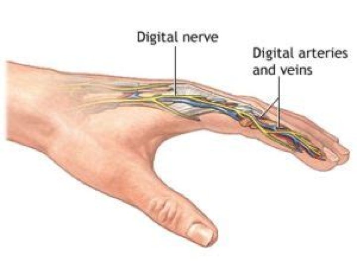 Do cut nerves in fingers grow back?