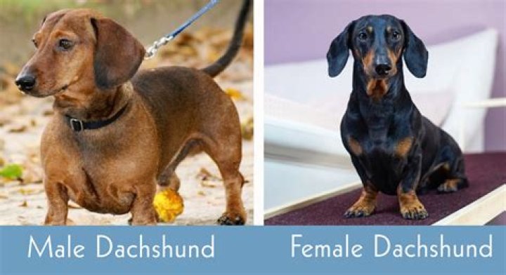 Do dachshunds only like one person?