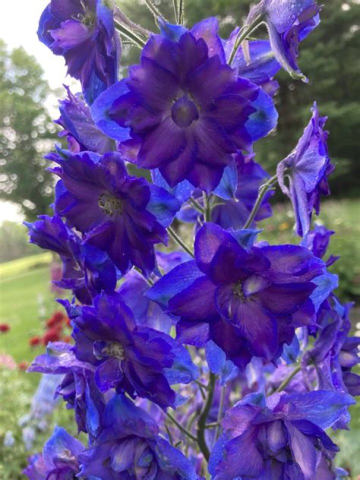 Do delphiniums need a lot of water?