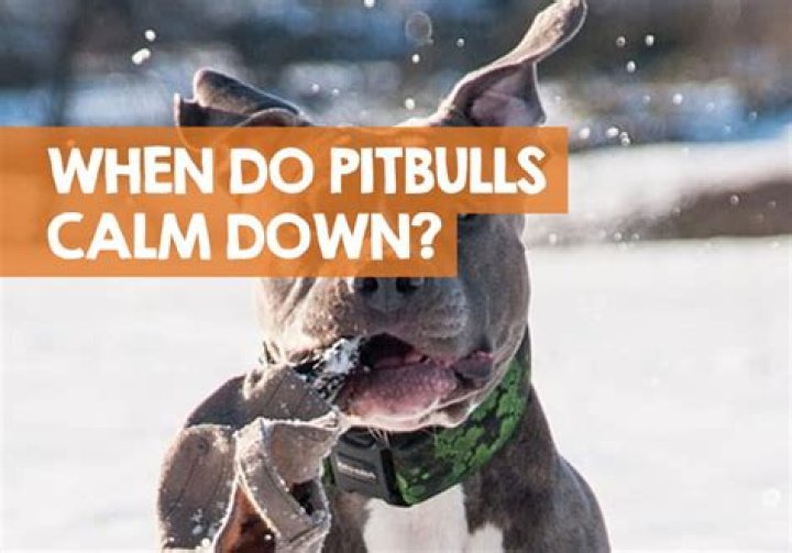 Do dogs calm down as they get older?