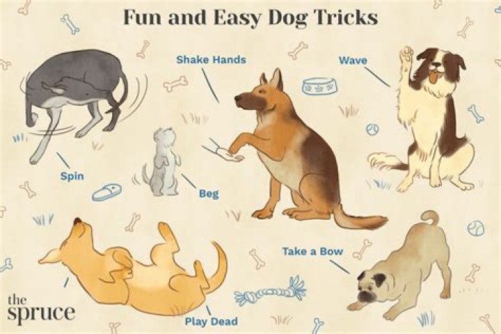 Do dogs like doing tricks?