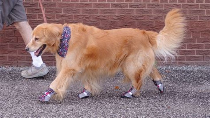 Do dogs sweat through their fur?