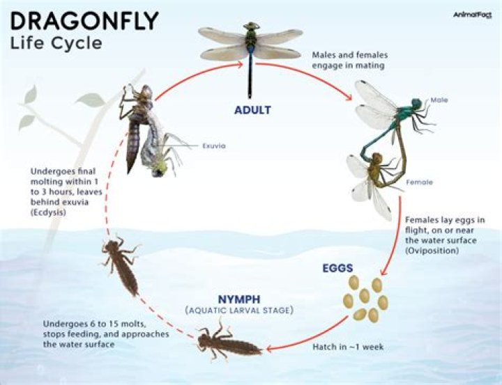 Do dragonflies die after 24 hours?