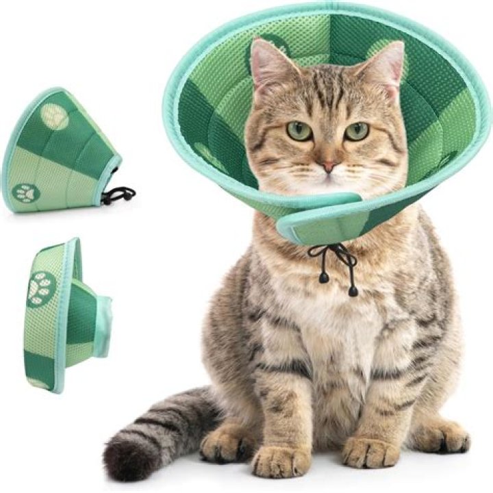 Do e collars hurt cats?