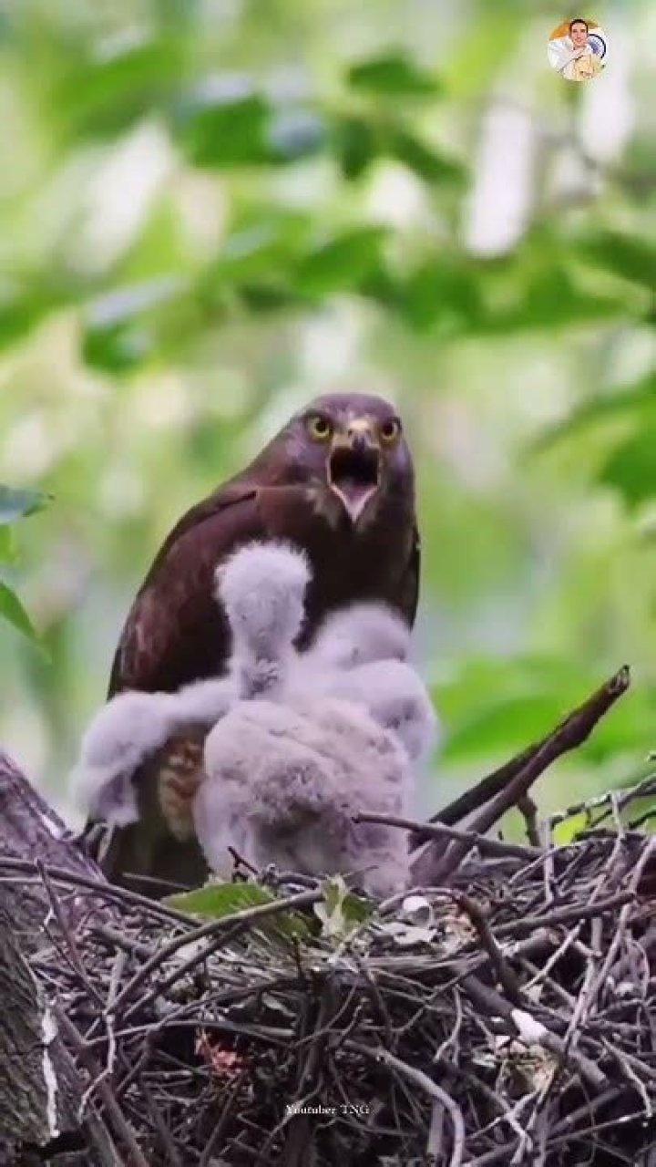 Do Eagles drop their babies?