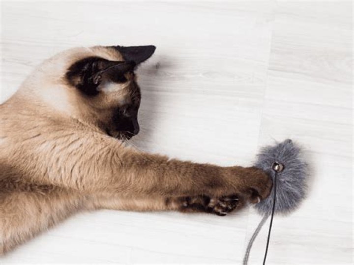 Do female cats make better mousers?