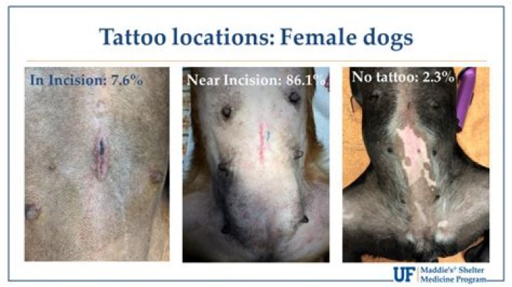 Do female dogs get tattooed when neutered?