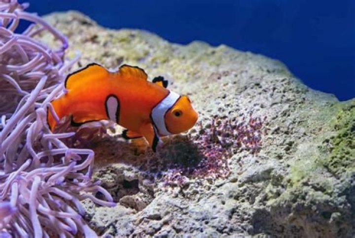 Do fish die when they lay eggs?